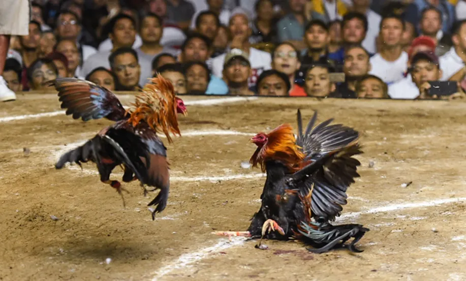 Knife Cockfighting Learn About the Dramatic Game